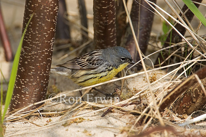 Kirtland's Warbler