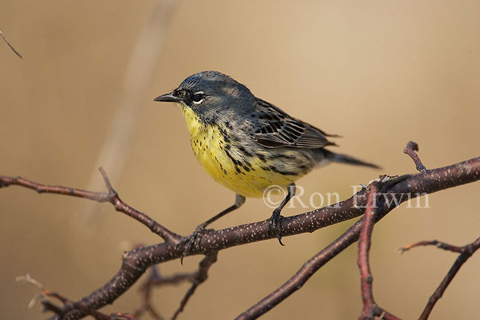 Kirtland's Warbler