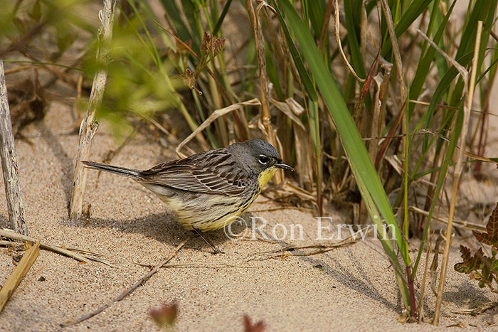 Kirtland's Warbler