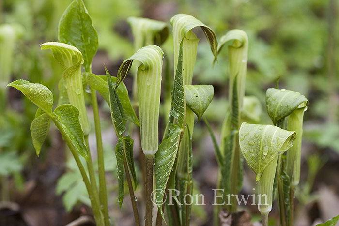 Jack-in-the-pulpit