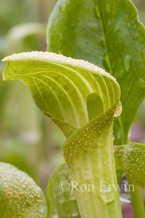 Jack-in-the-pulpit