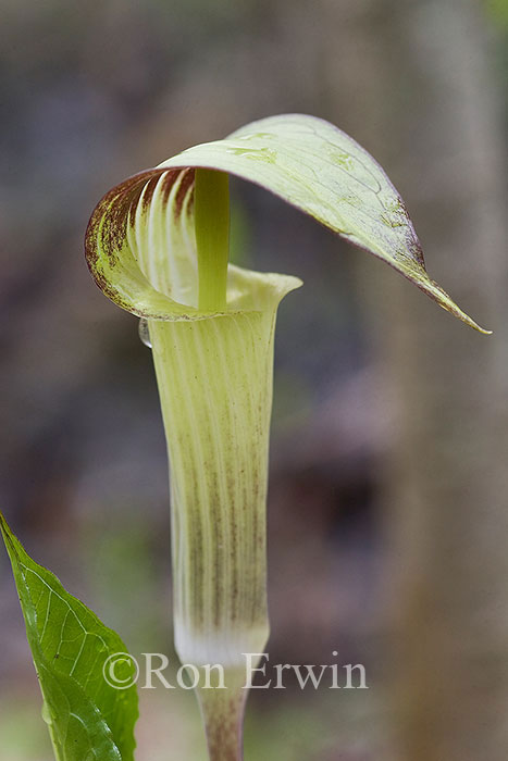 Jack-in-the-pulpit