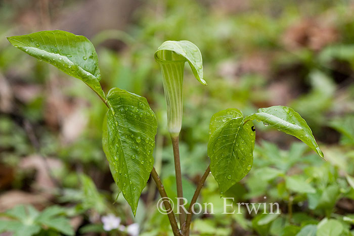 Jack-in-the-pulpit
