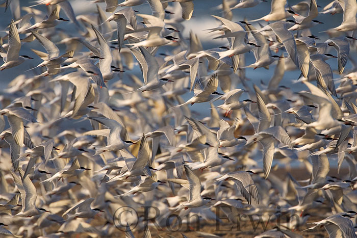 Flock of Birds