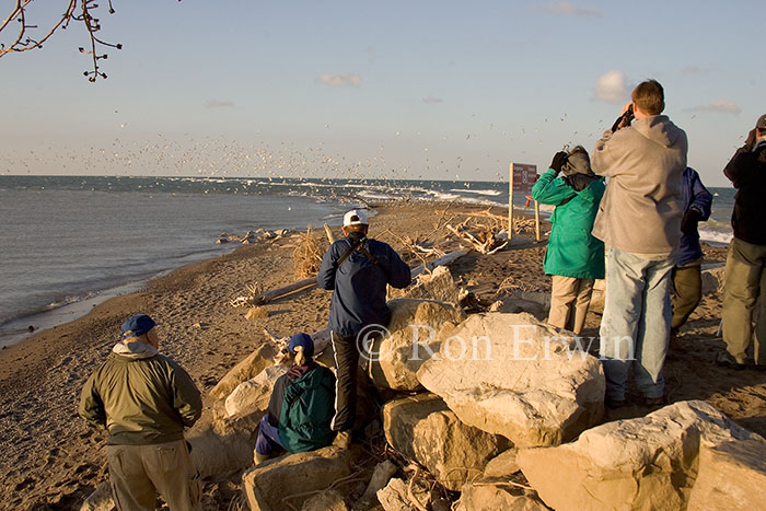 Birdwatchers