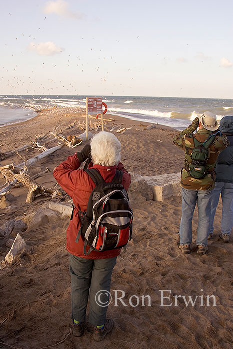 Birdwatching