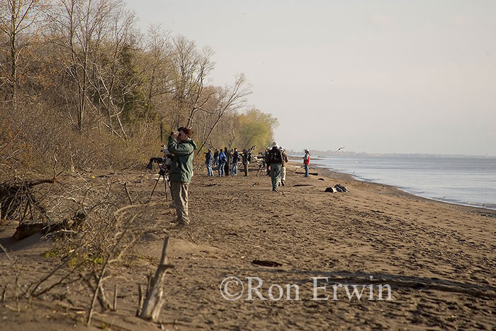 Photographing Birds