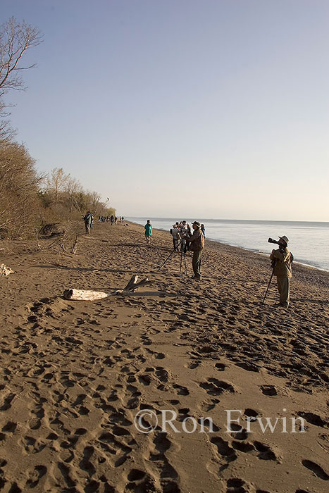 Photographing Birds