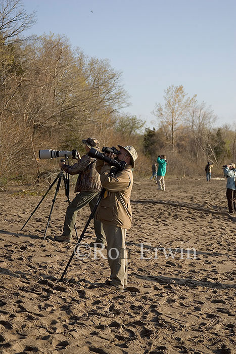 Photographing Birds