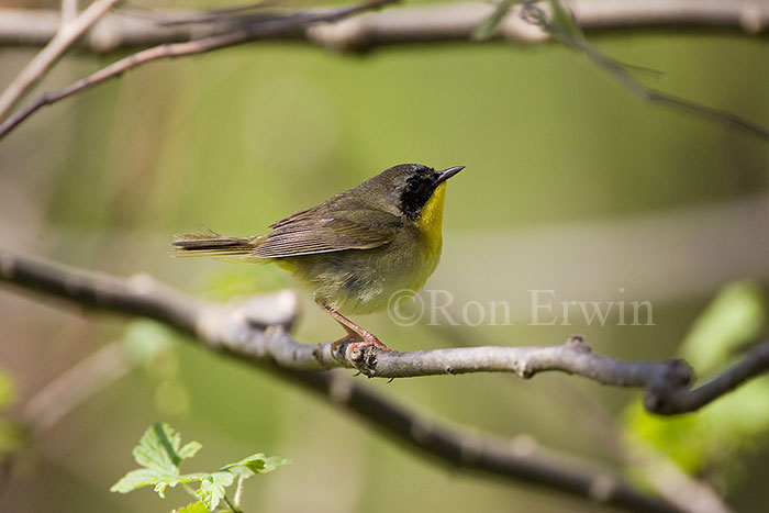 Common Yellowthroat