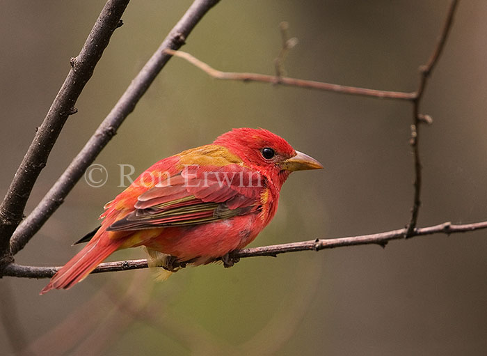 Male Summer Tanager