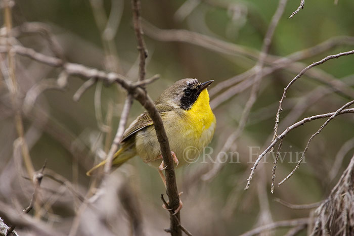 Common Yellowthroat