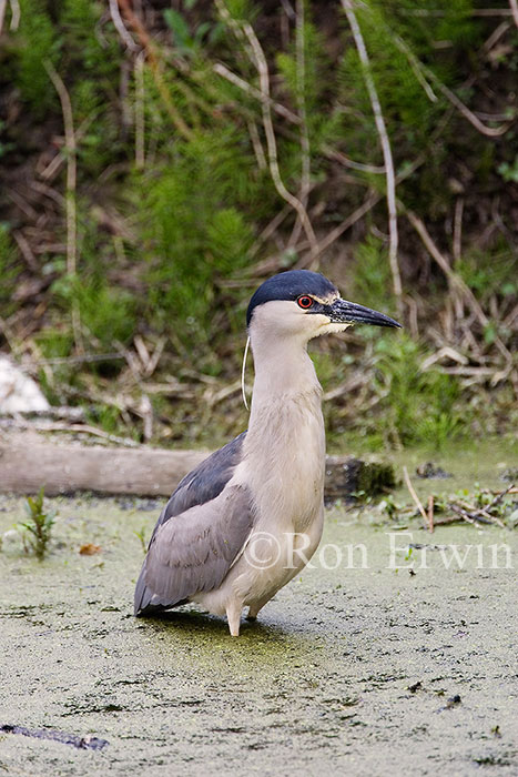 Black-crowned Night-Heron