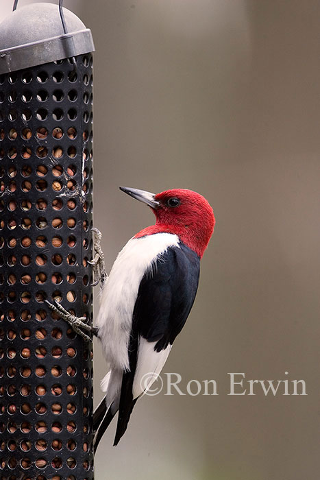 Red-headed Woodpecker