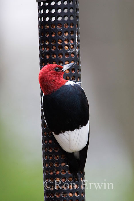 Red-headed Woodpecker