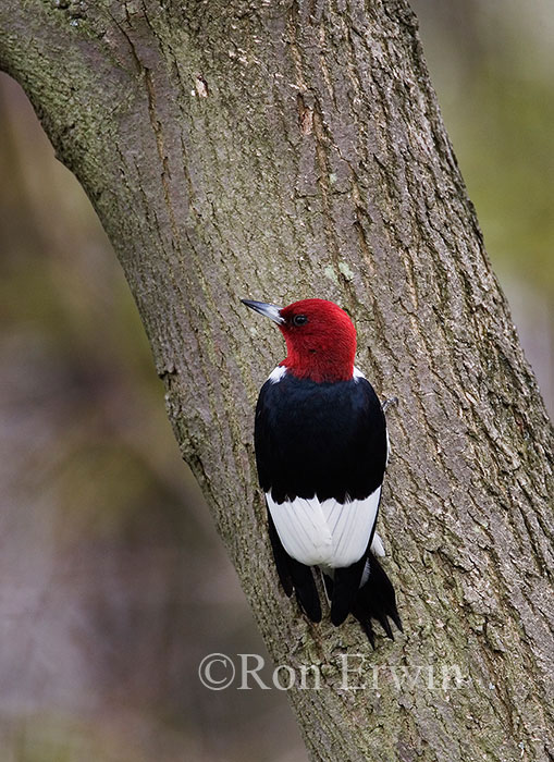 Red-headed Woodpecker