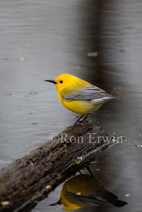 Prothonotary Warbler