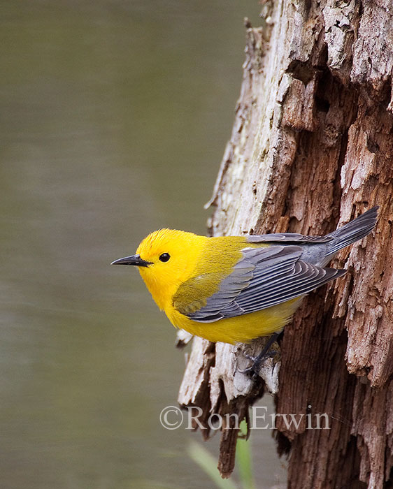 Prothonotary Warbler