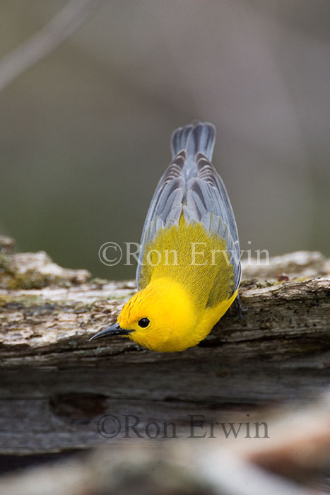 Prothonotary Warbler