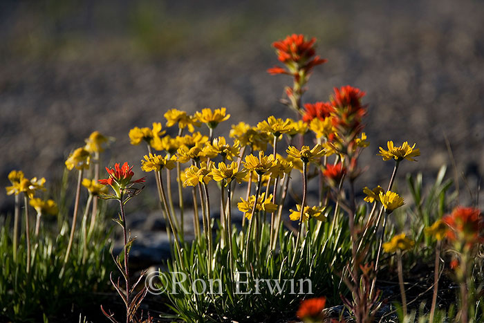 Lakeside Daisy and Indian Paintbrush