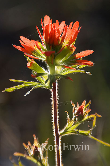 Indian Paintbrush