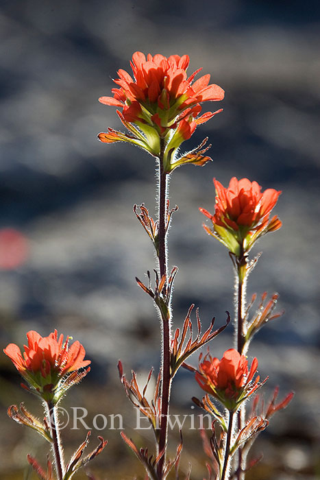Indian Paintbrush