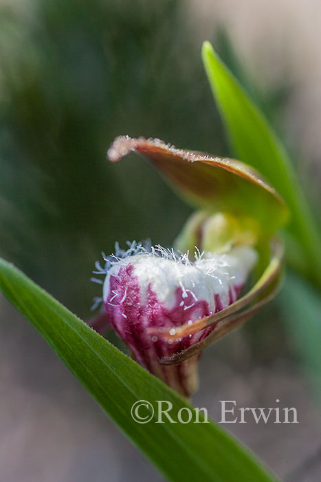 Ram's-head Lady's Slipper