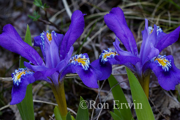 Dwarf Lake Iris