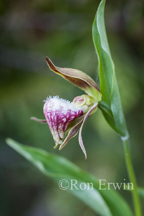 Ram's-head Lady's Slipper