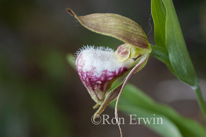 Ram's-head Lady's Slipper