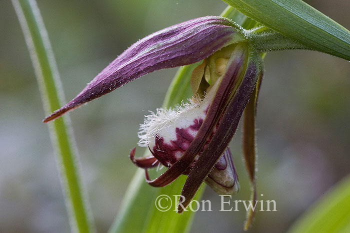 Ram's-head Lady's Slipper