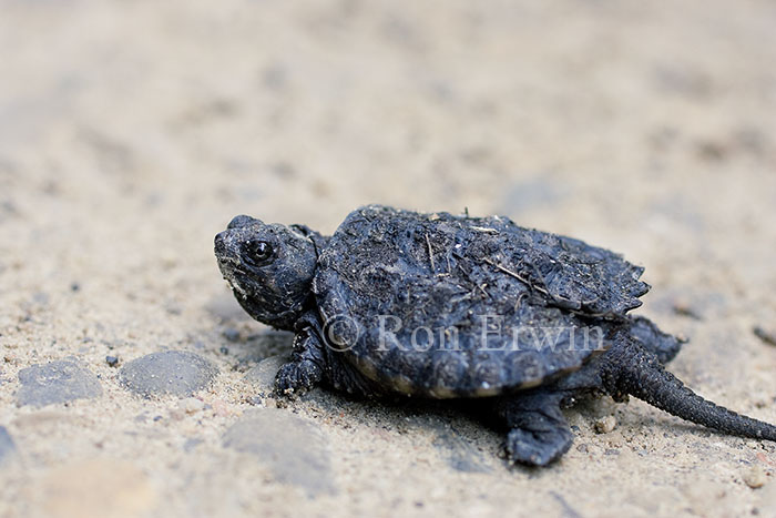 Snapping Turtle Hatchling