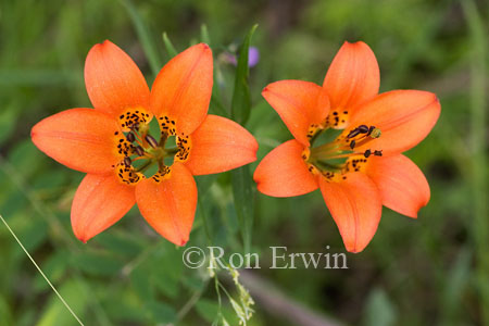 Wood Lily