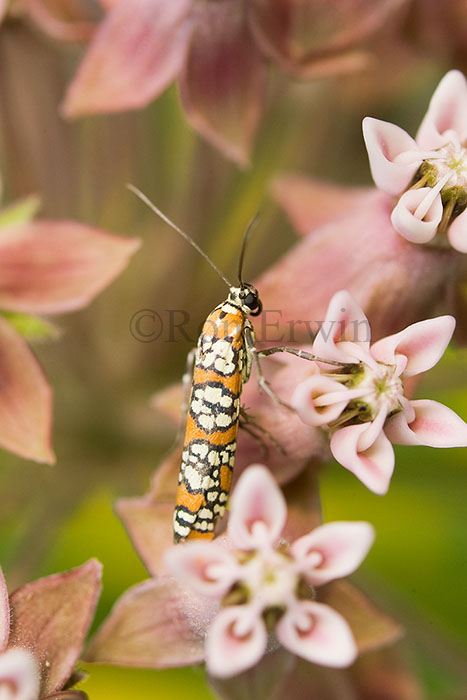 Ailanthus Webworm Moth