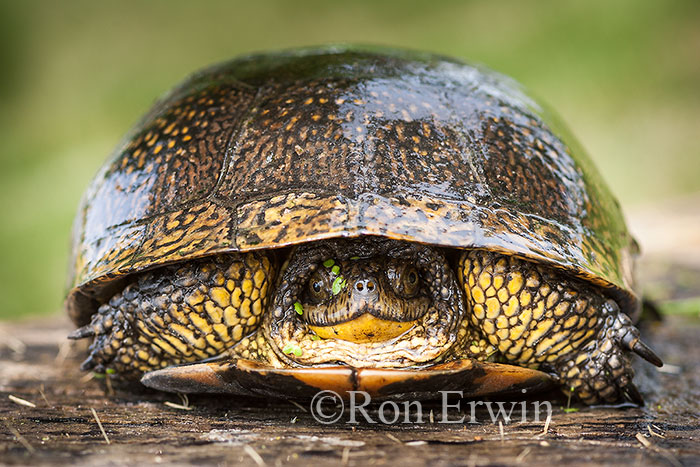 Blanding's Turtle