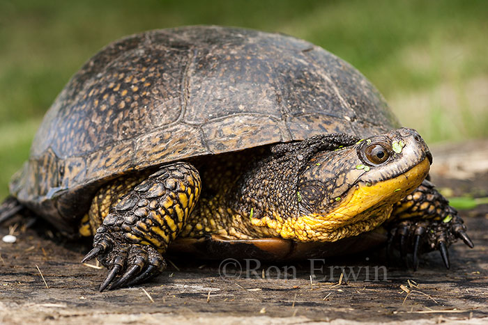 Blanding's Turtle