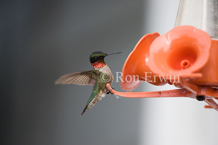 Male Ruby-throated Hummingbird