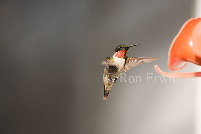 Male Ruby-throated Hummingbird