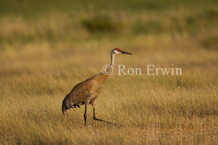 Sandhill Crane