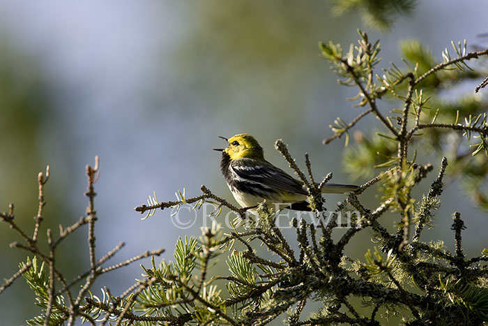 Black-throated Green Warbler