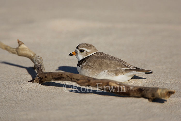 Piping Plover