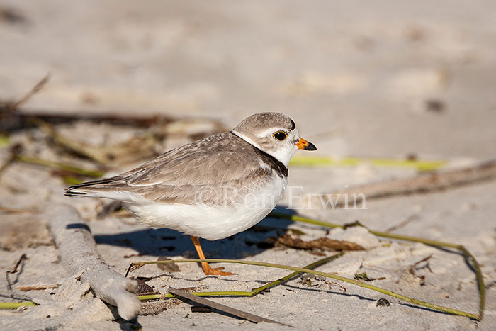 Piping Plover