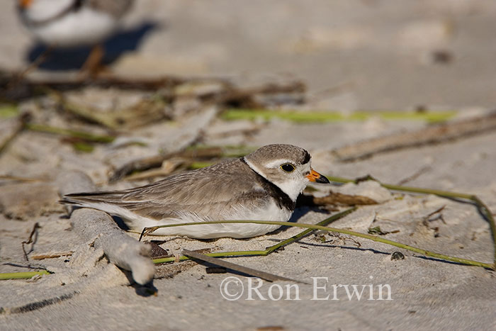 Piping Plover Adult