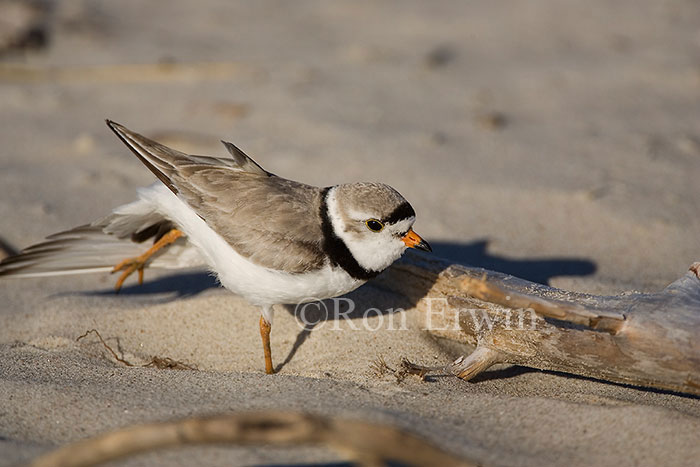 Piping Plover with Foot Outstretched