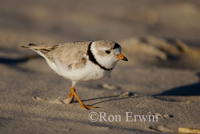Piping Plover Adult