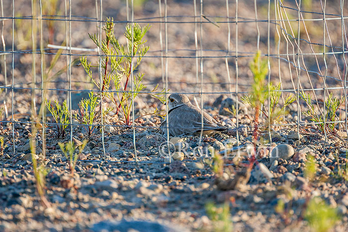 Piping Plover on Nest