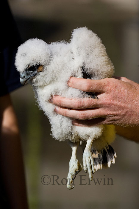 Peregrine Chick