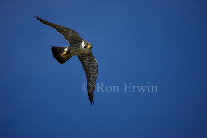 Peregrine Falcon