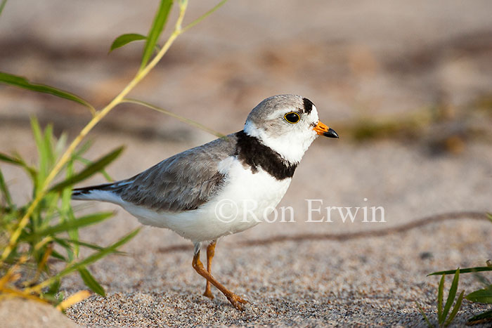 Piping Plover