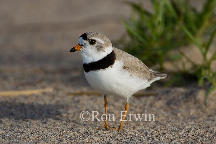 Piping Plover Adult